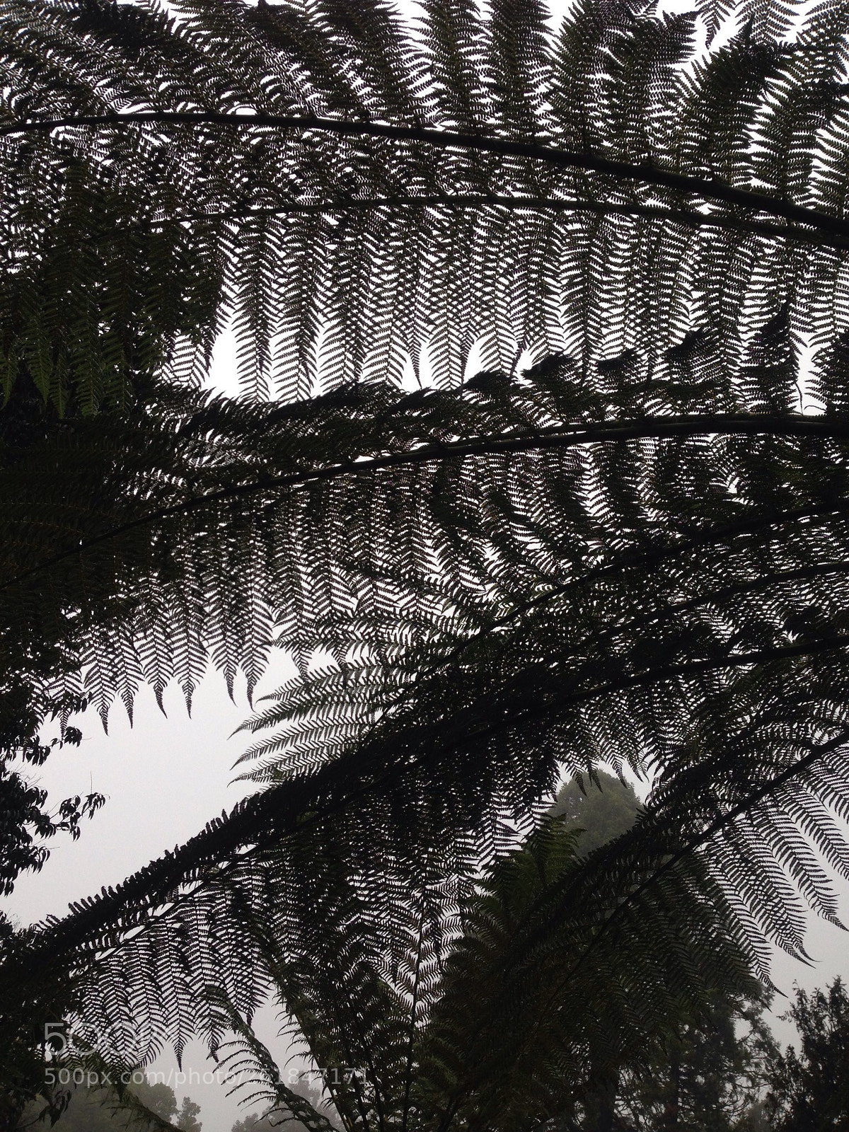 Apple iPhone 5c sample photo. Feathery ferns photography