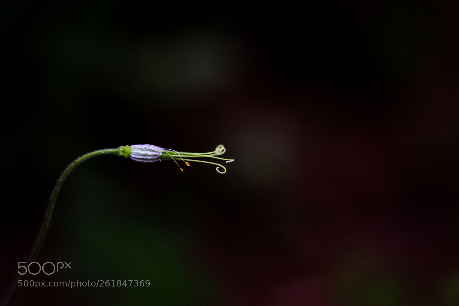 Canon EOS 7D sample photo. Tini tiny flower photography