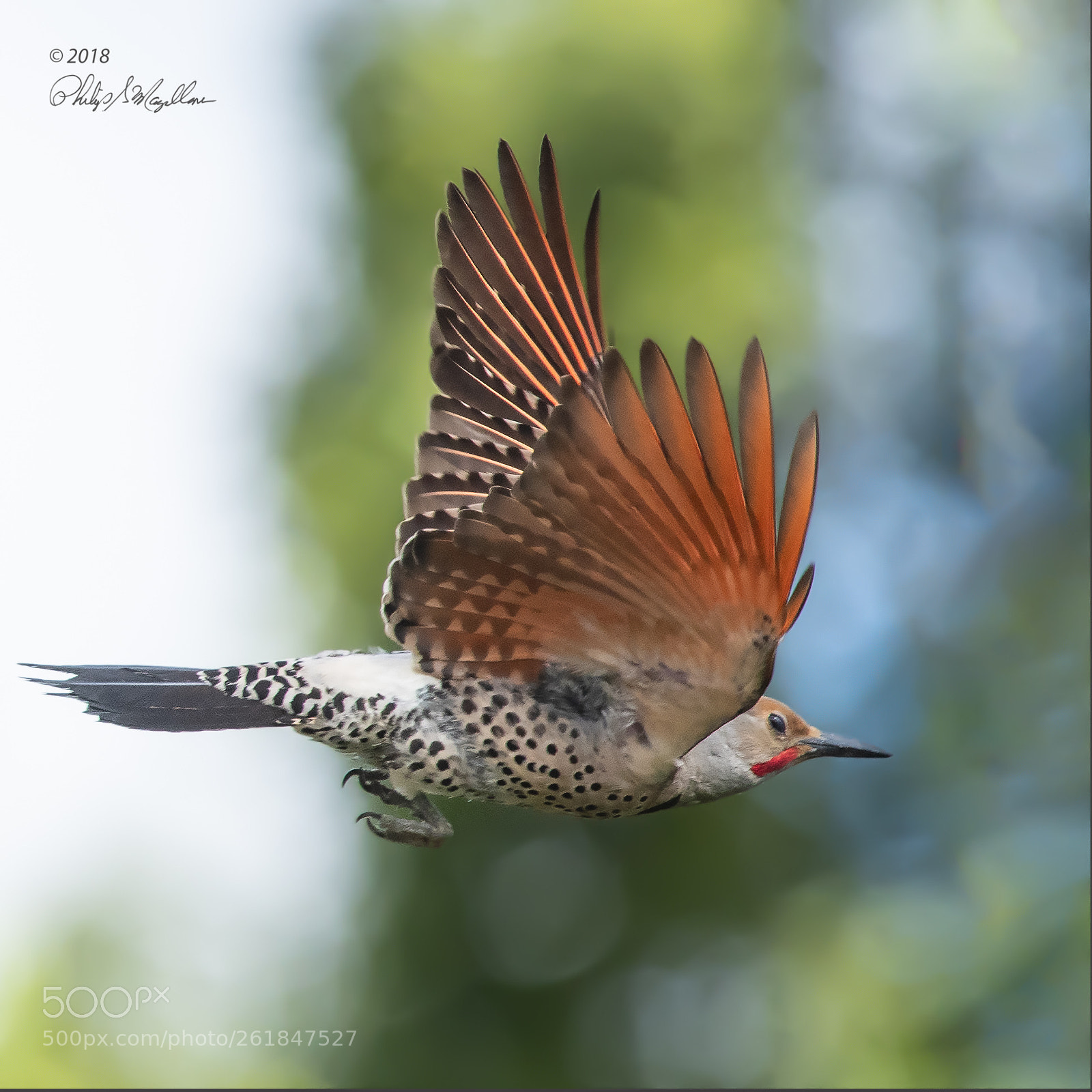 Nikon D500 sample photo. Flicker male leaving nest photography