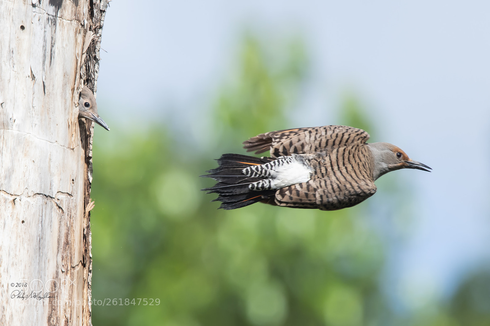 Nikon D500 sample photo. Flicker mom leaving nest photography