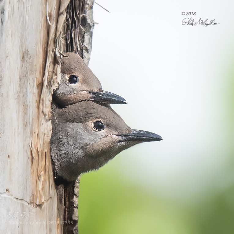 Nikon D500 sample photo. Flicker chicks two photography