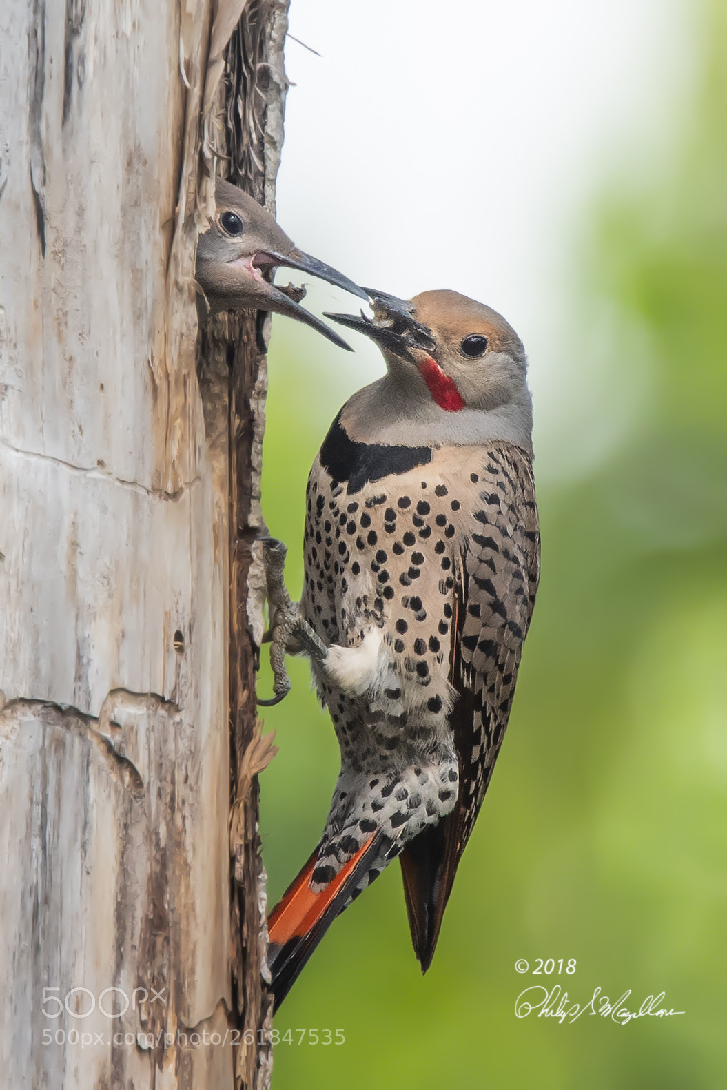Nikon D500 sample photo. Flicker feeding chick photography
