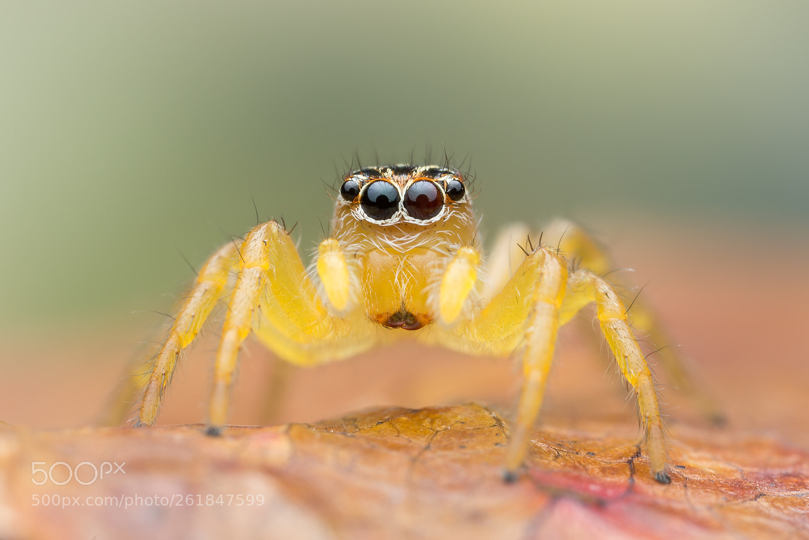 Canon EOS 6D sample photo. Frigga sp. ♂ photography