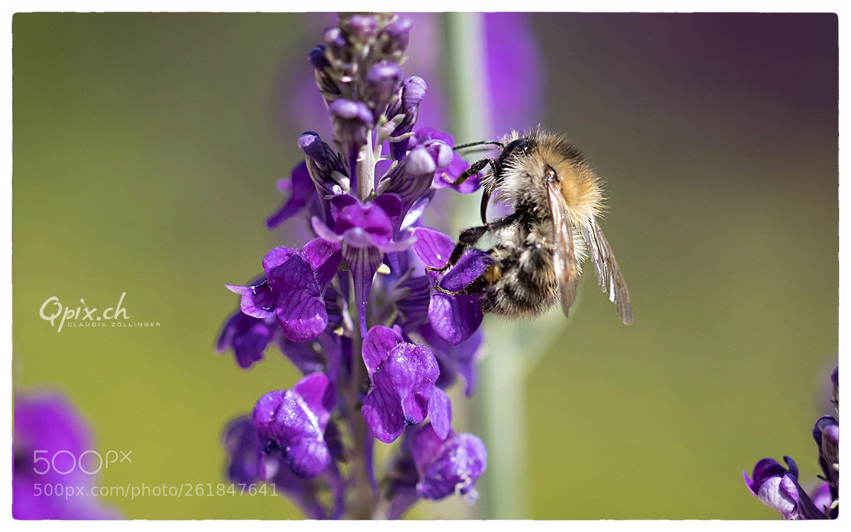 Canon EOS 80D sample photo. Hummelbiene ;) photography
