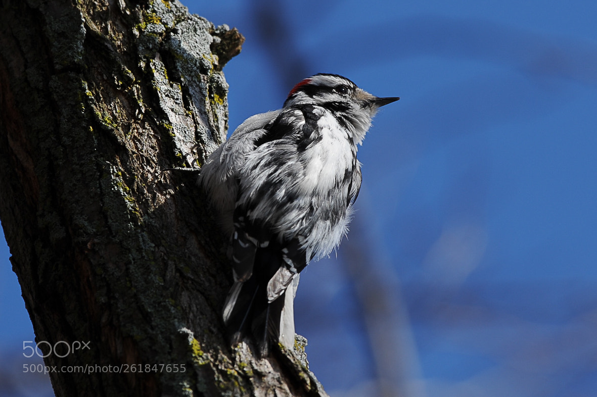 Nikon D700 sample photo. Downy woodpecker photography