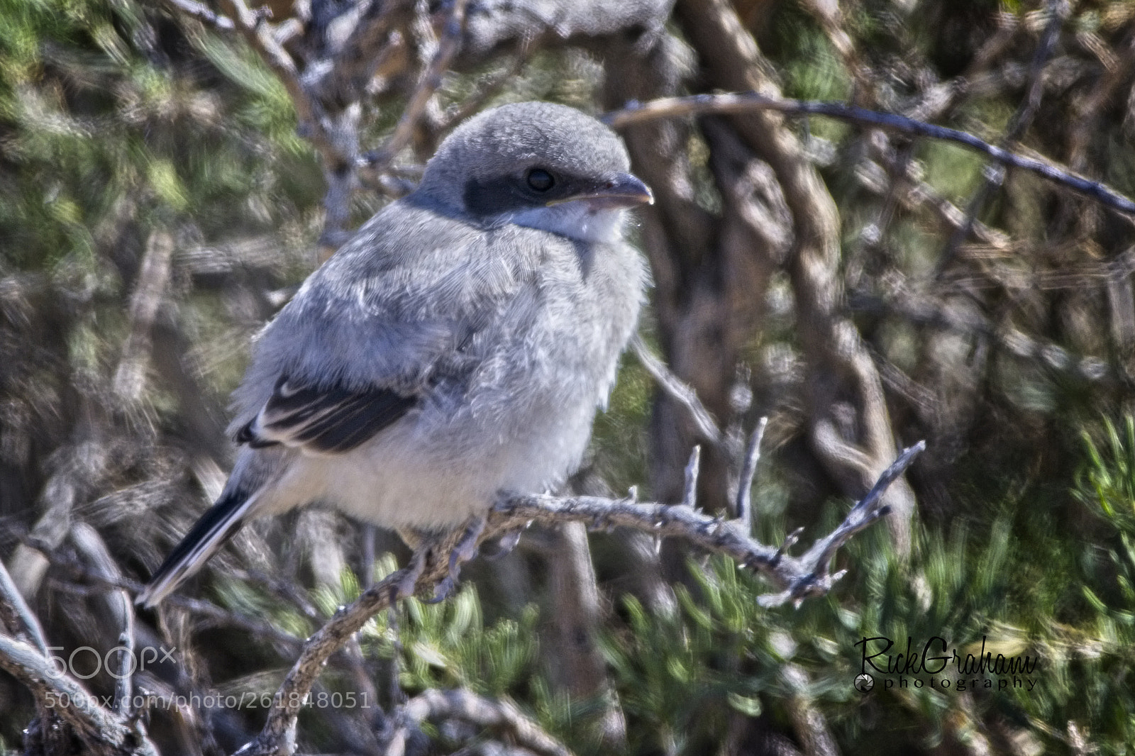 Canon EOS 80D sample photo. Loggerhead shrike photography