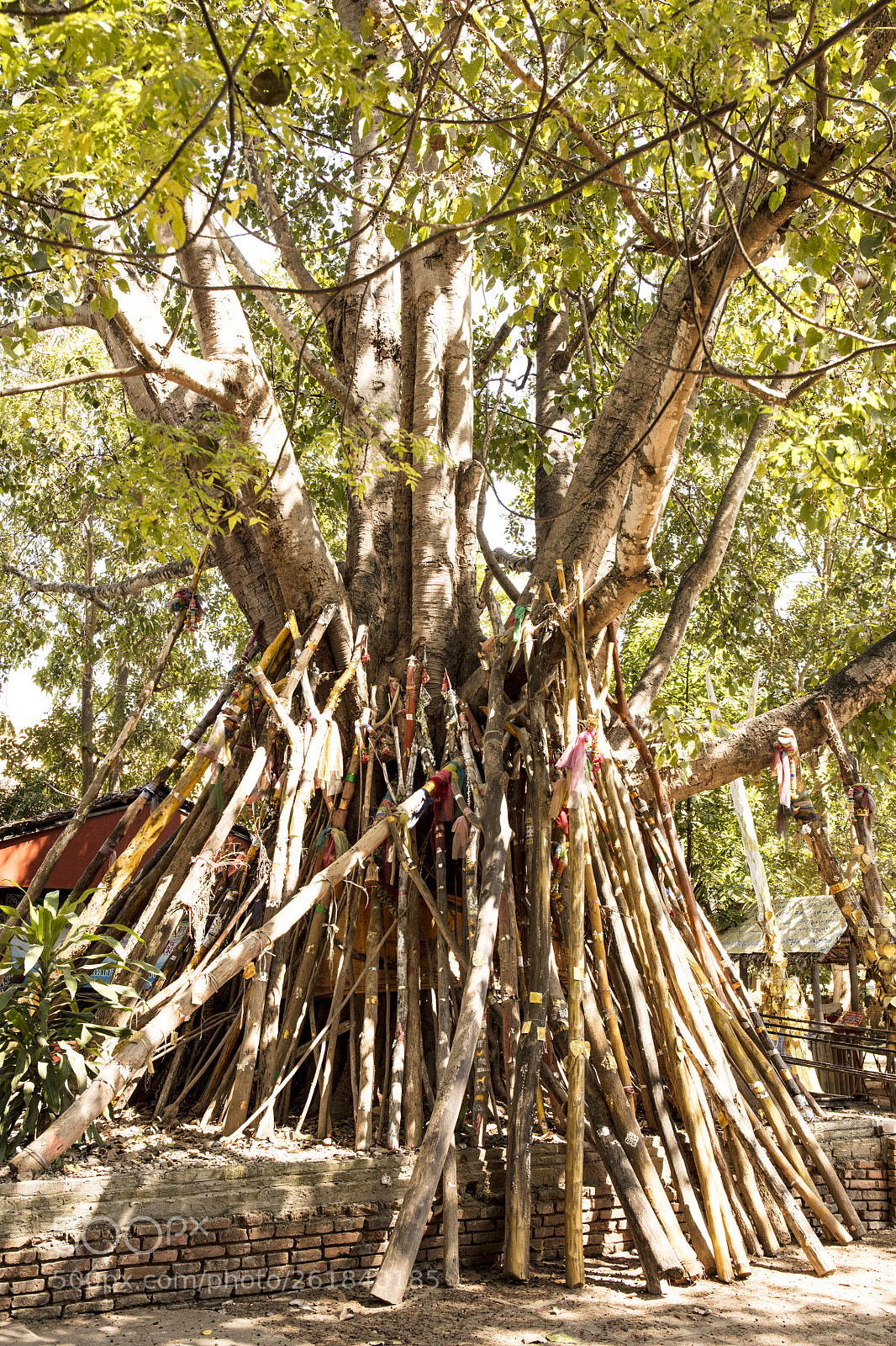 Canon EOS 5DS sample photo. Offerings to tree spirit photography