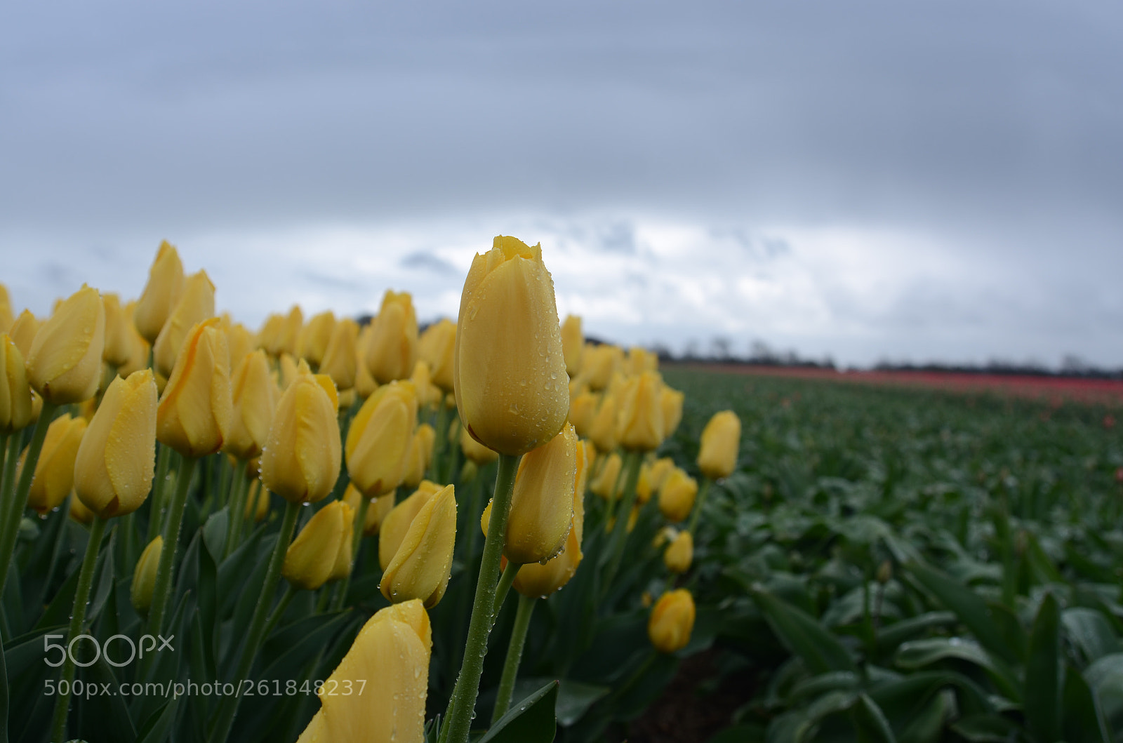 Nikon D7000 sample photo. Tulpen photography