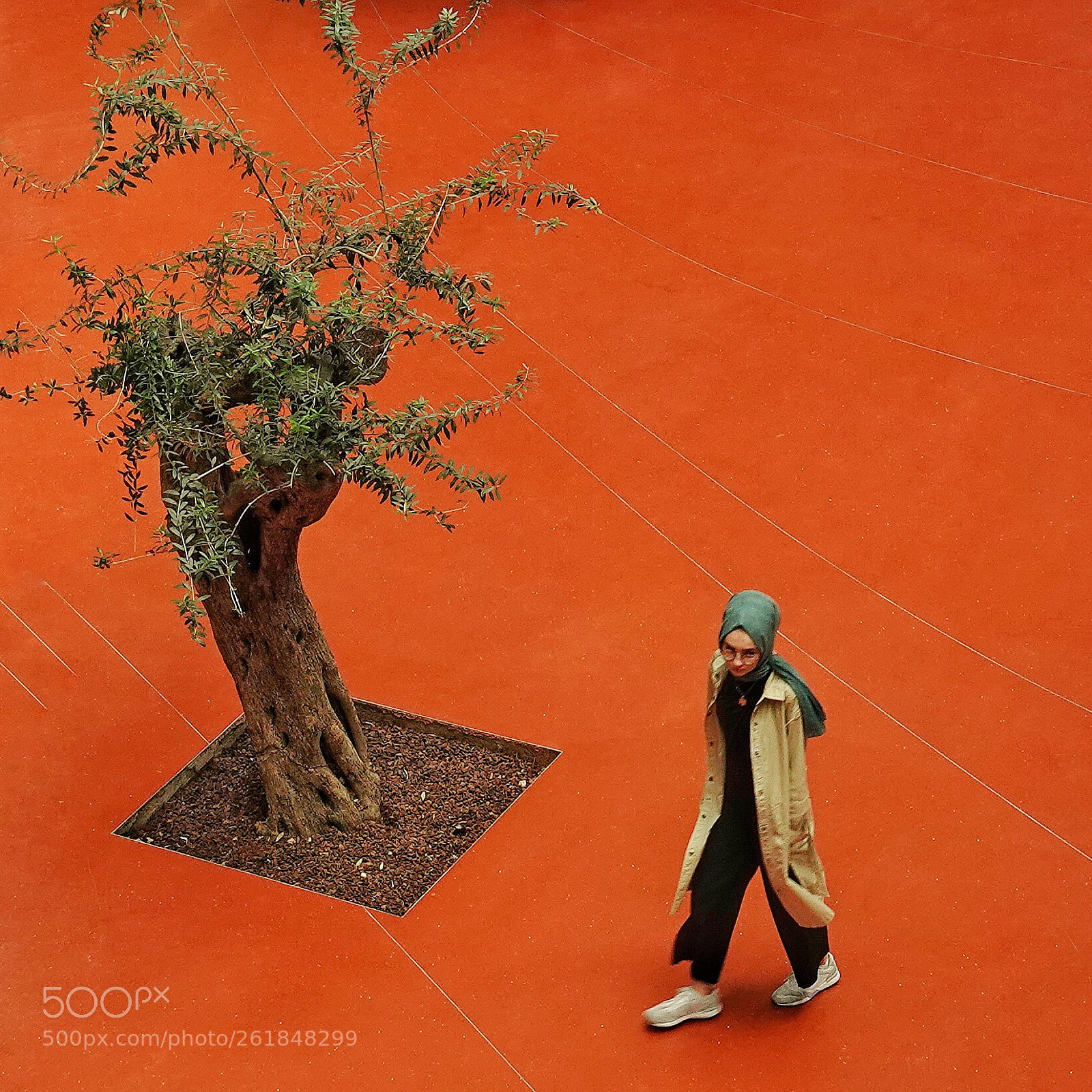 Sony Cyber-shot DSC-RX10 IV sample photo. Olive tree photography