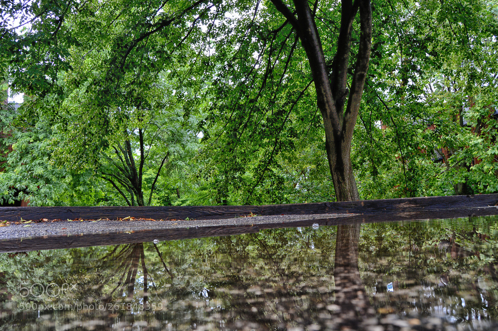 Nikon D3200 sample photo. Puddle relection photography