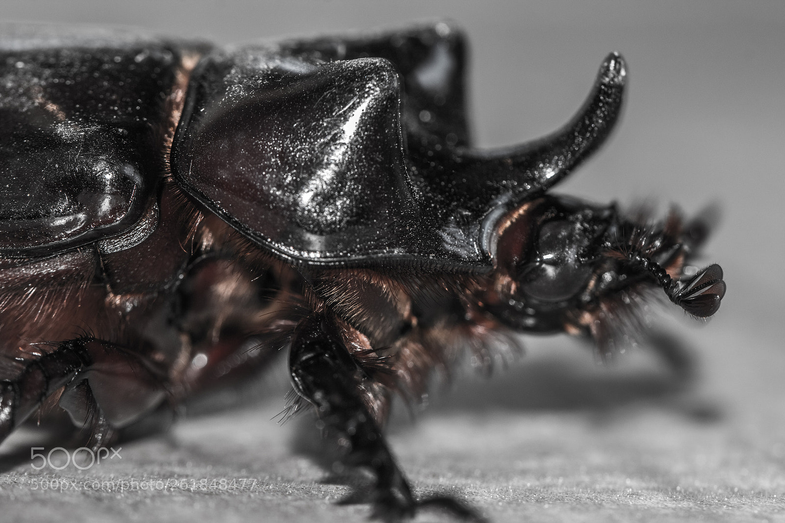 Canon EOS 70D sample photo. Beetle photography
