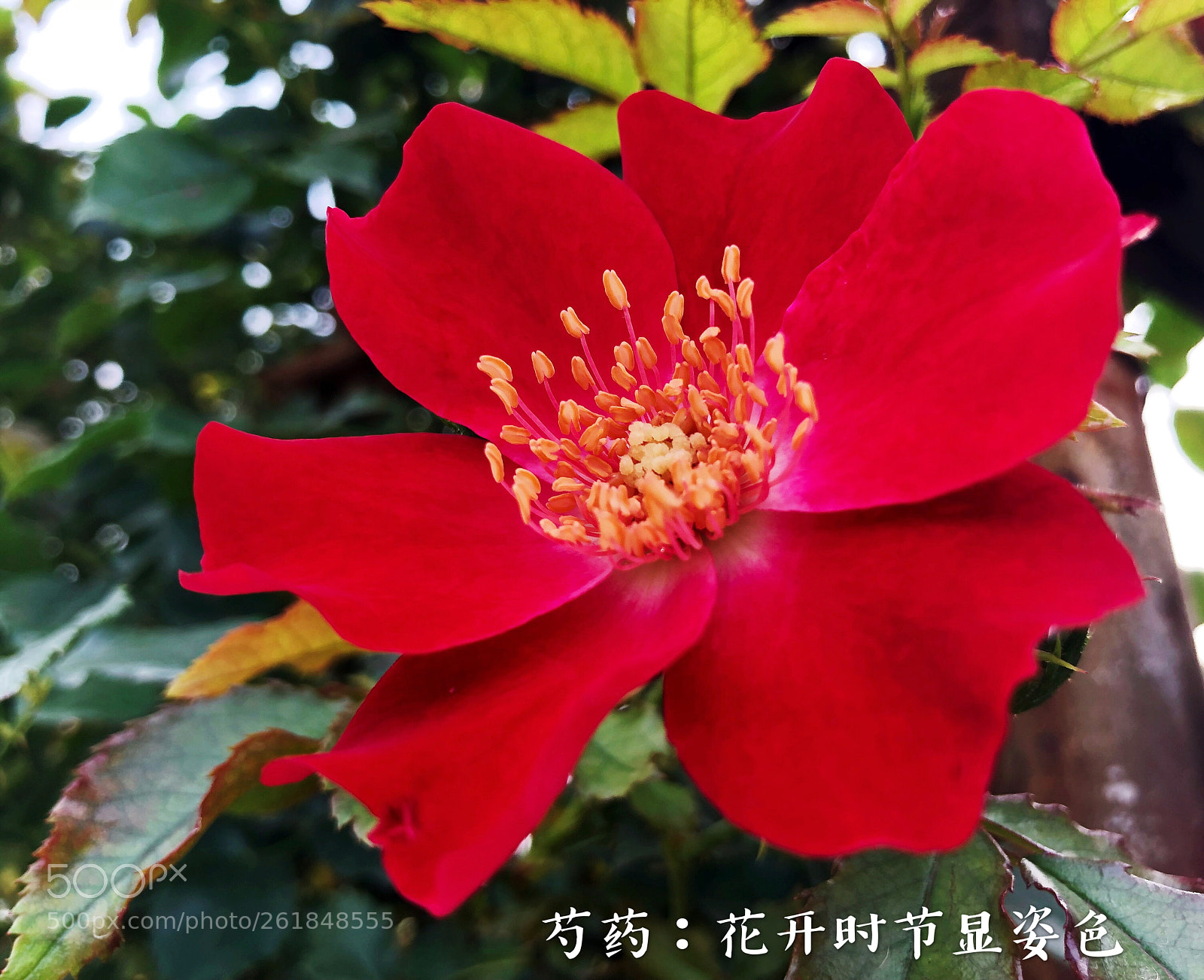 Apple iPhone X sample photo. Untitled photography