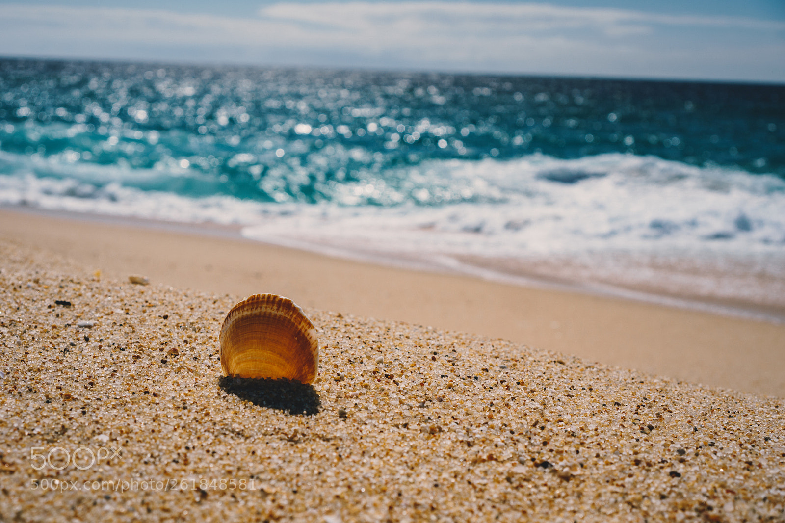 Sony a6000 sample photo. Shell photography