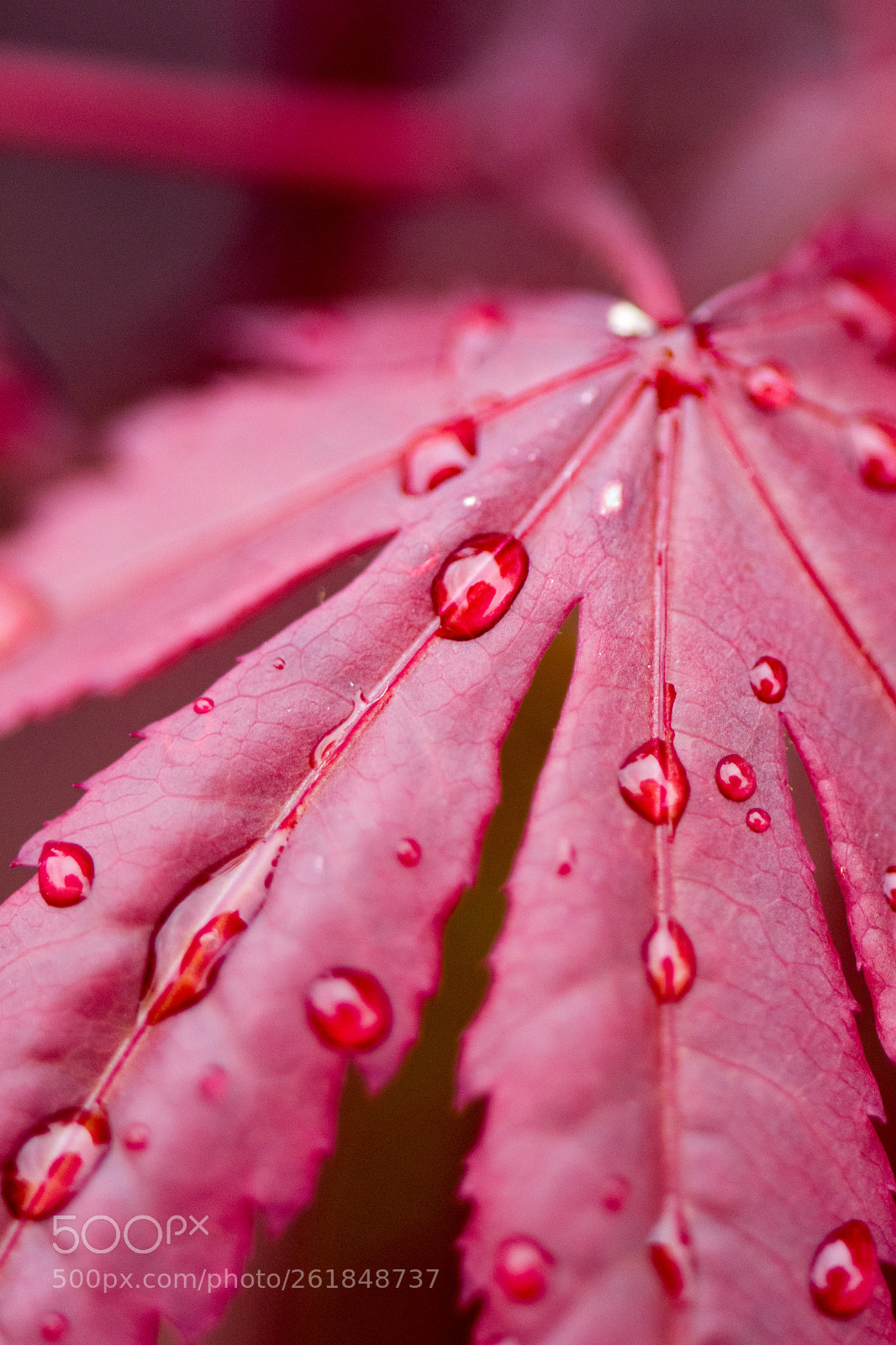Nikon D500 sample photo. Red maple leaf photography
