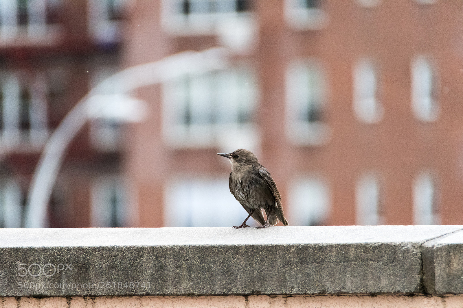Nikon D500 sample photo. Brooklyn sparrow photography