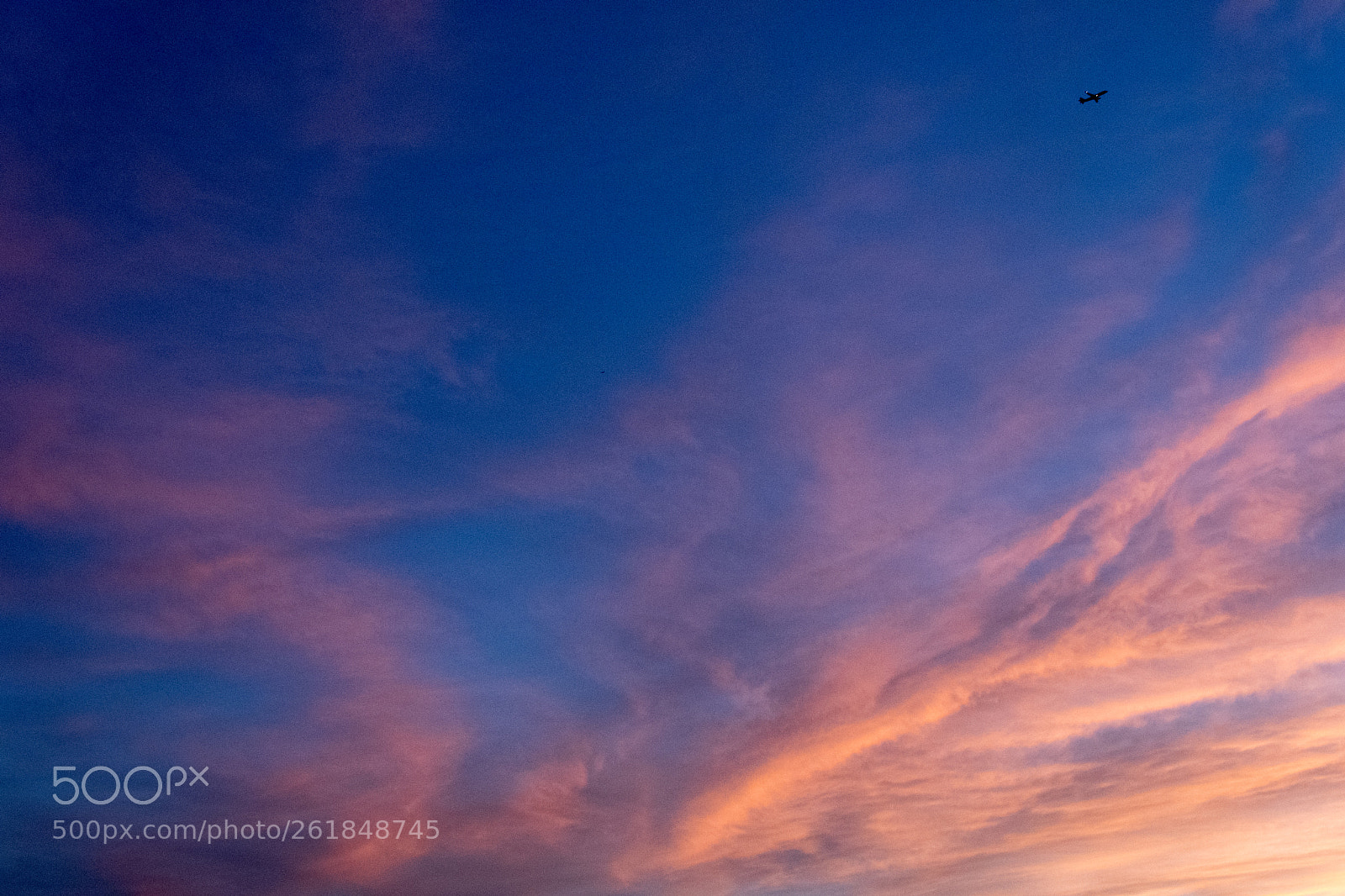 Nikon D500 sample photo. A faster cloud bird photography