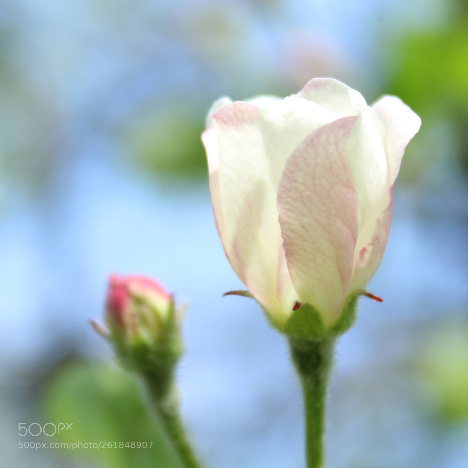 Canon EOS 1200D (EOS Rebel T5 / EOS Kiss X70 / EOS Hi) sample photo. White lady photography