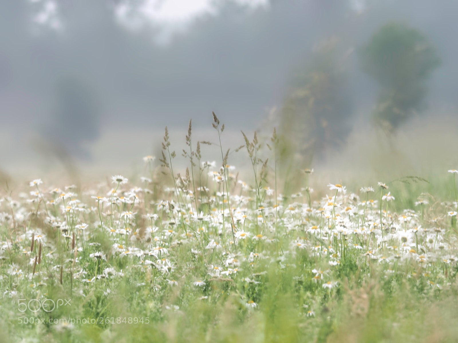 Olympus OM-D E-M1 sample photo. Beautiful misty morning photography