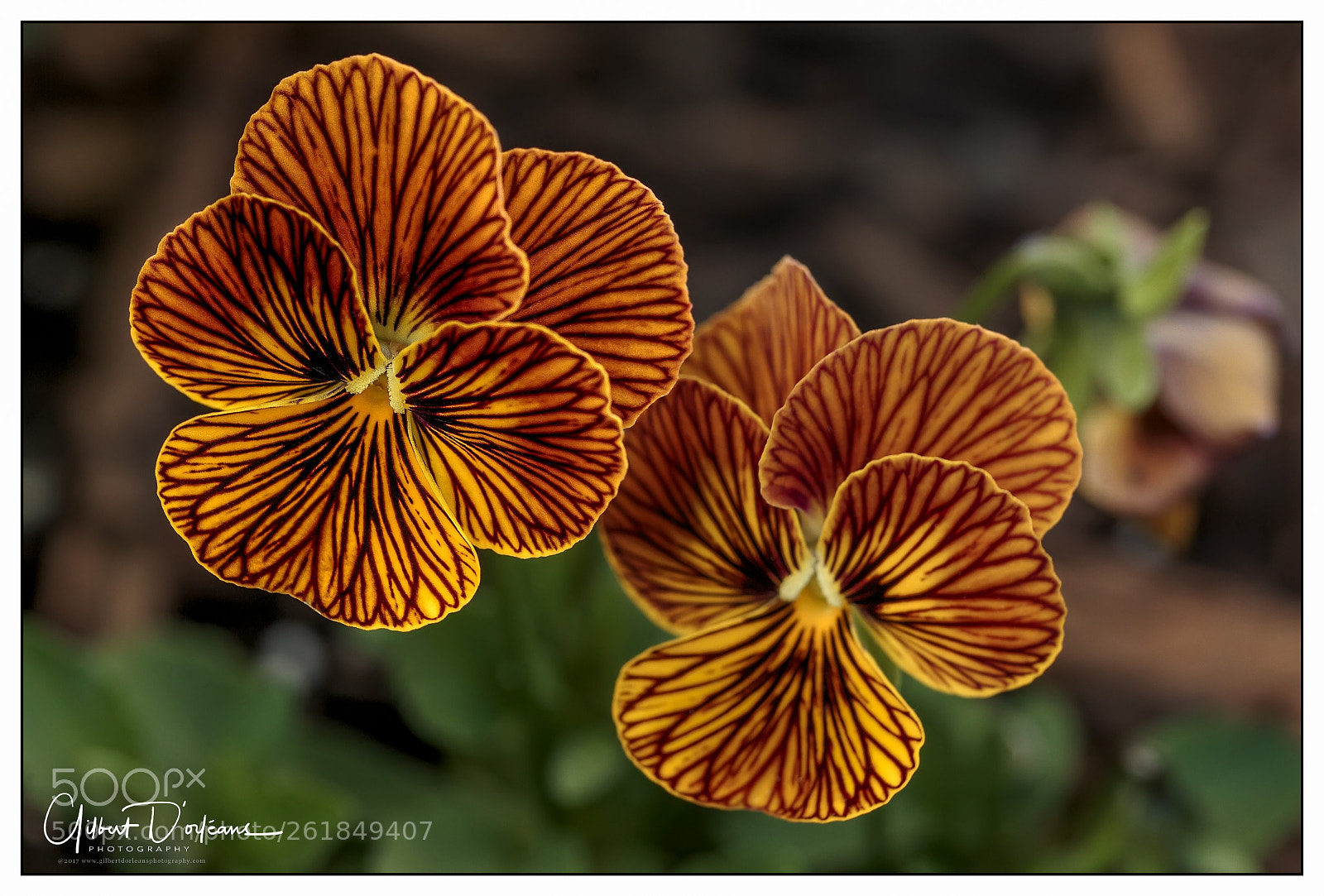 Canon EOS 6D sample photo. Flowers photography