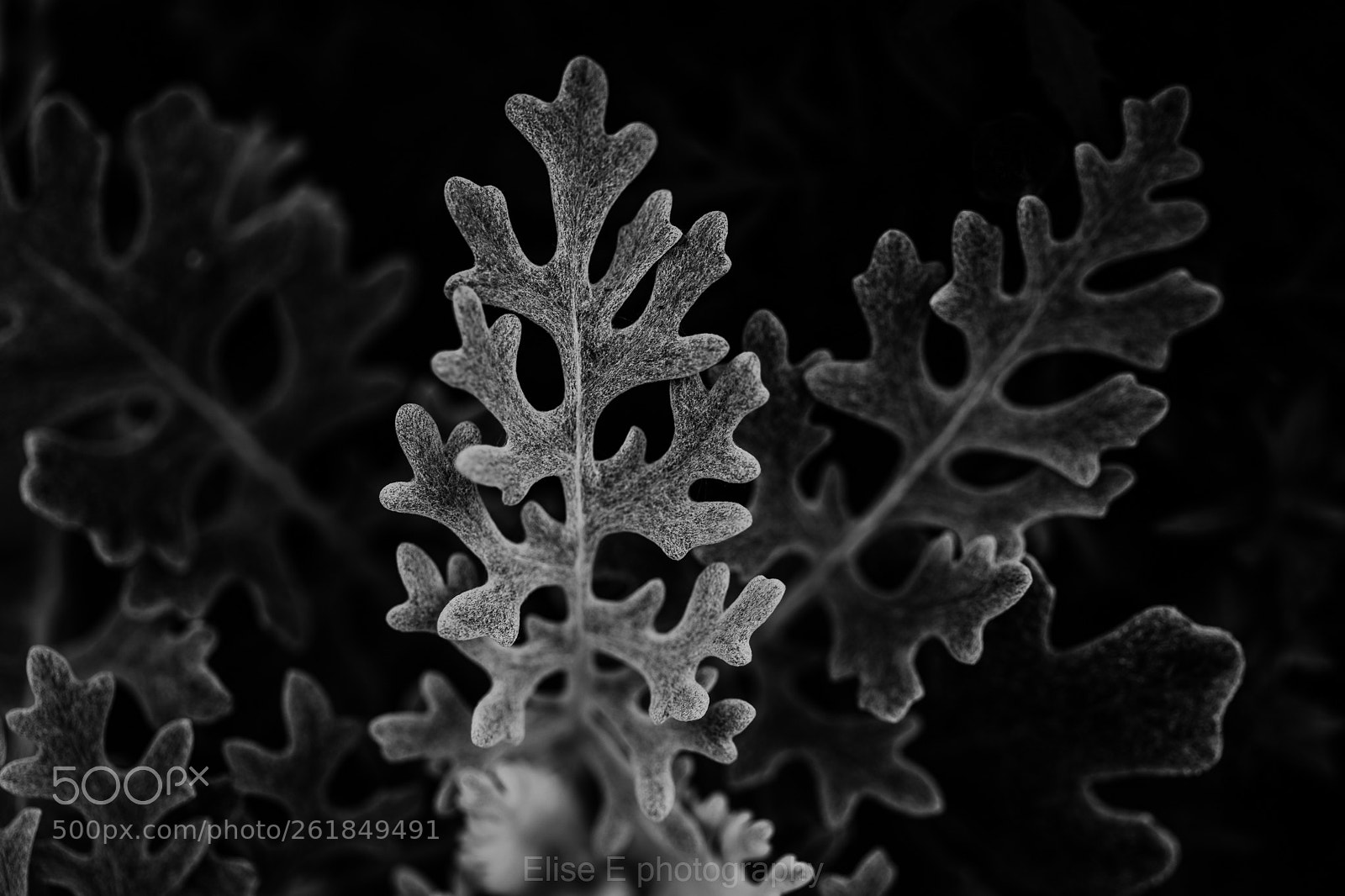 Canon EOS 6D Mark II sample photo. Dusty miller photography