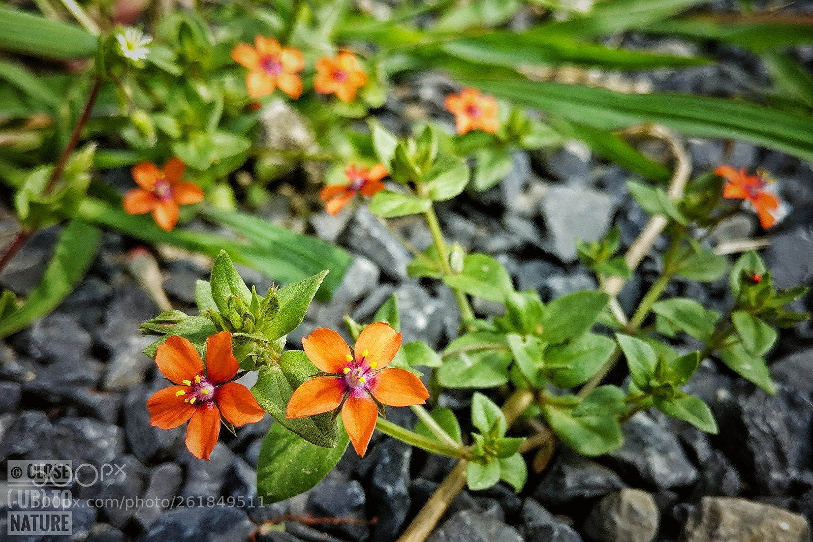 OnePlus A3003 sample photo. Anagallis arvensis photography