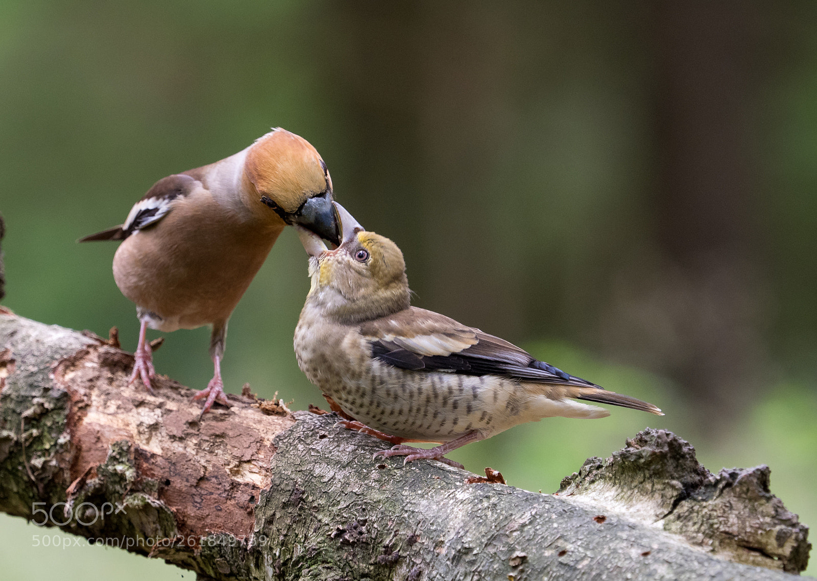 Olympus OM-D E-M1 sample photo. Hawfinch, feeding her young photography