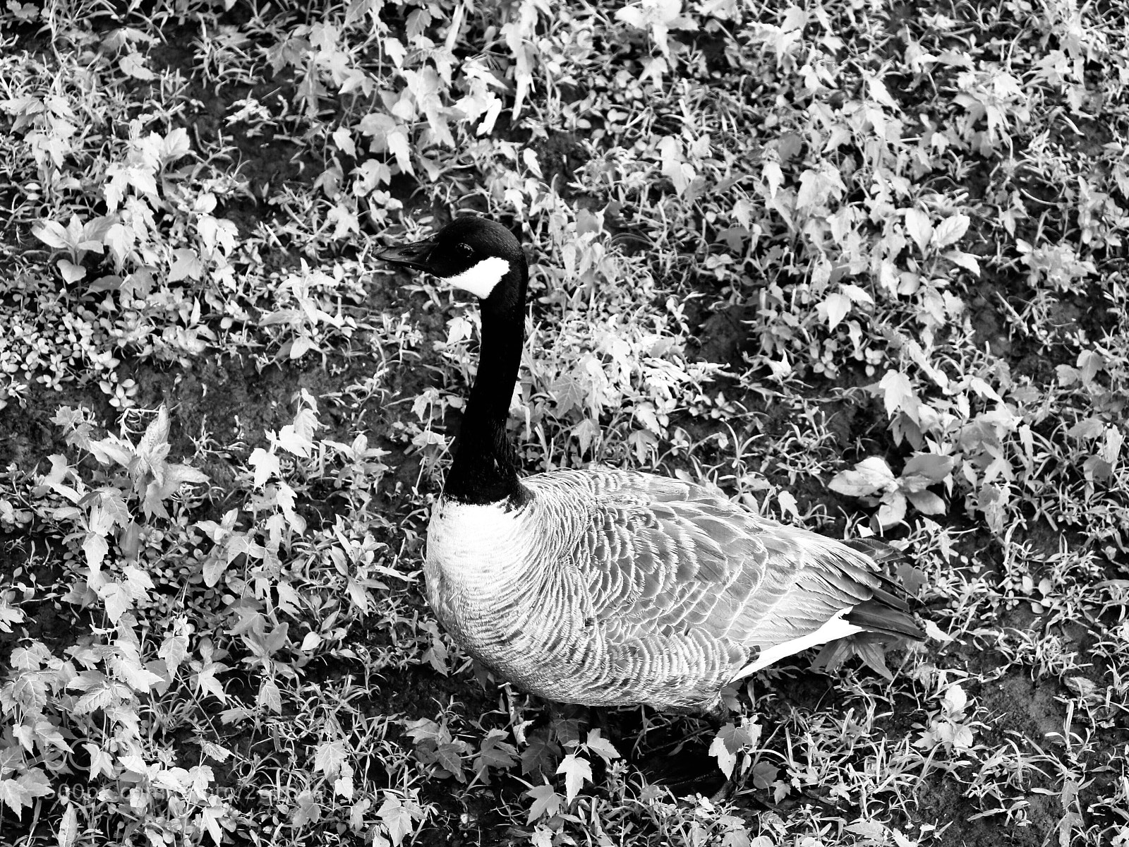 Canon EOS 80D sample photo. Untitled photography