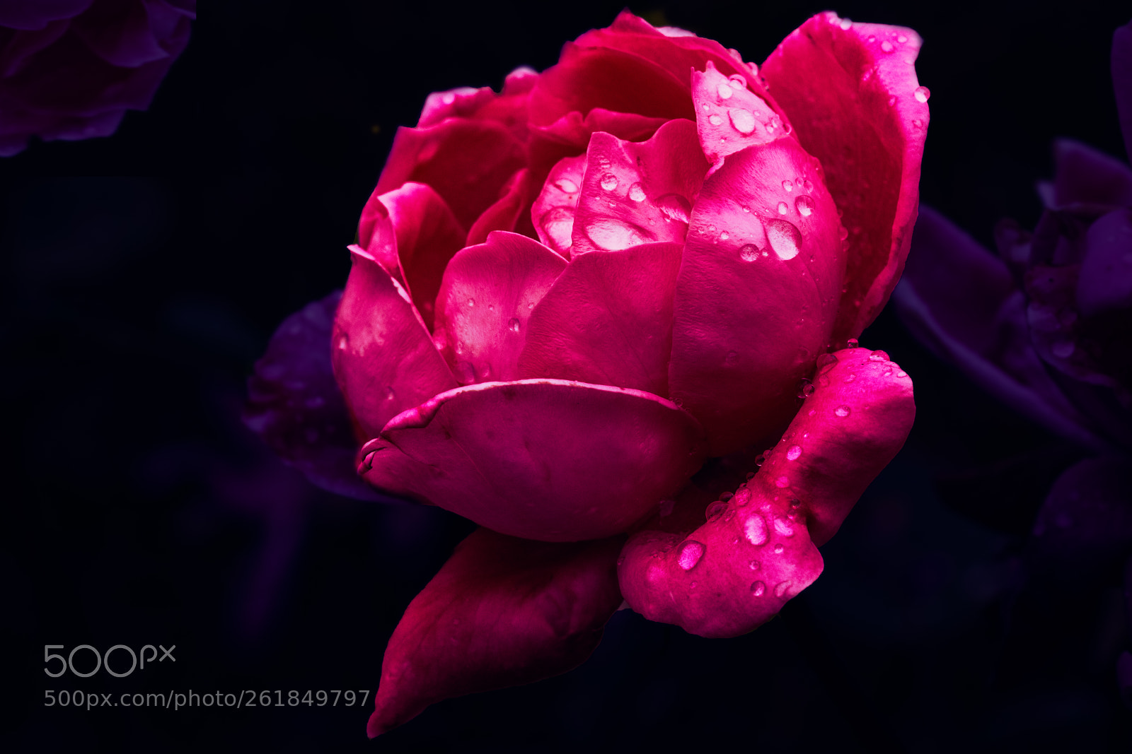 Nikon D850 sample photo. Rose drops photography