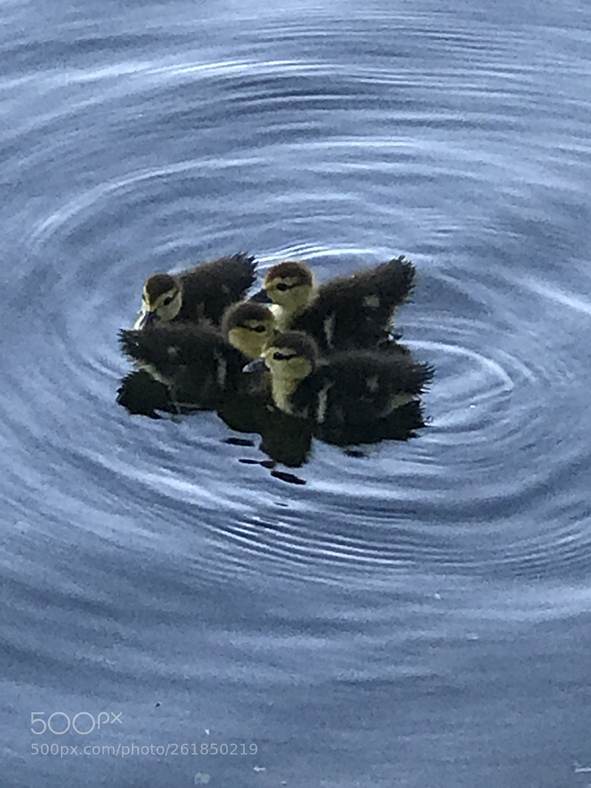 Apple iPhone 7 Plus sample photo. Untitled photography
