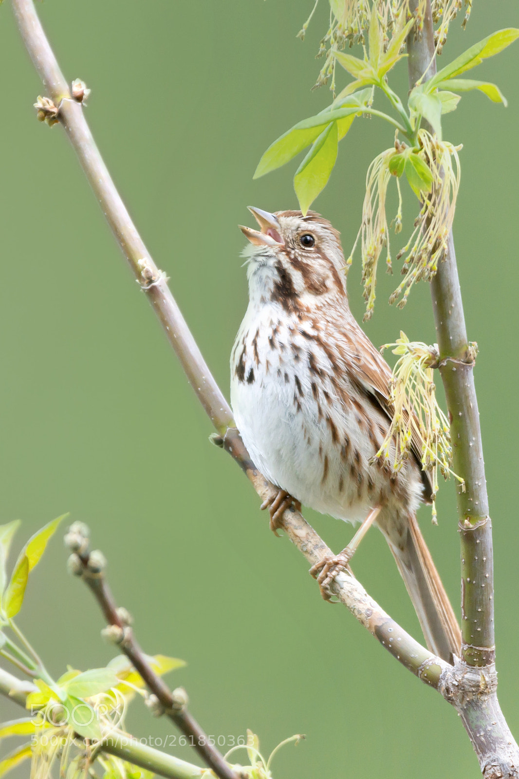 Nikon D7200 sample photo. Song sparrow 05 photography