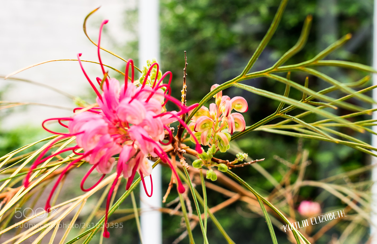 Nikon D3400 sample photo. Pink photography