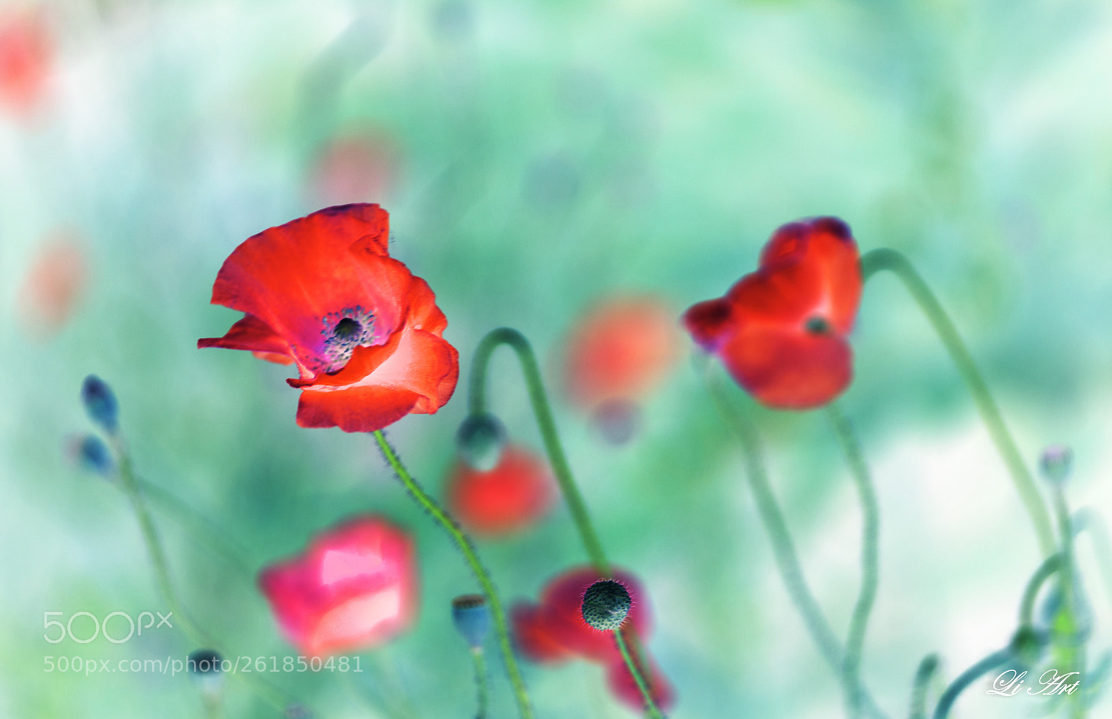 Canon EOS 6D sample photo. 飘逸的罂粟花 photography