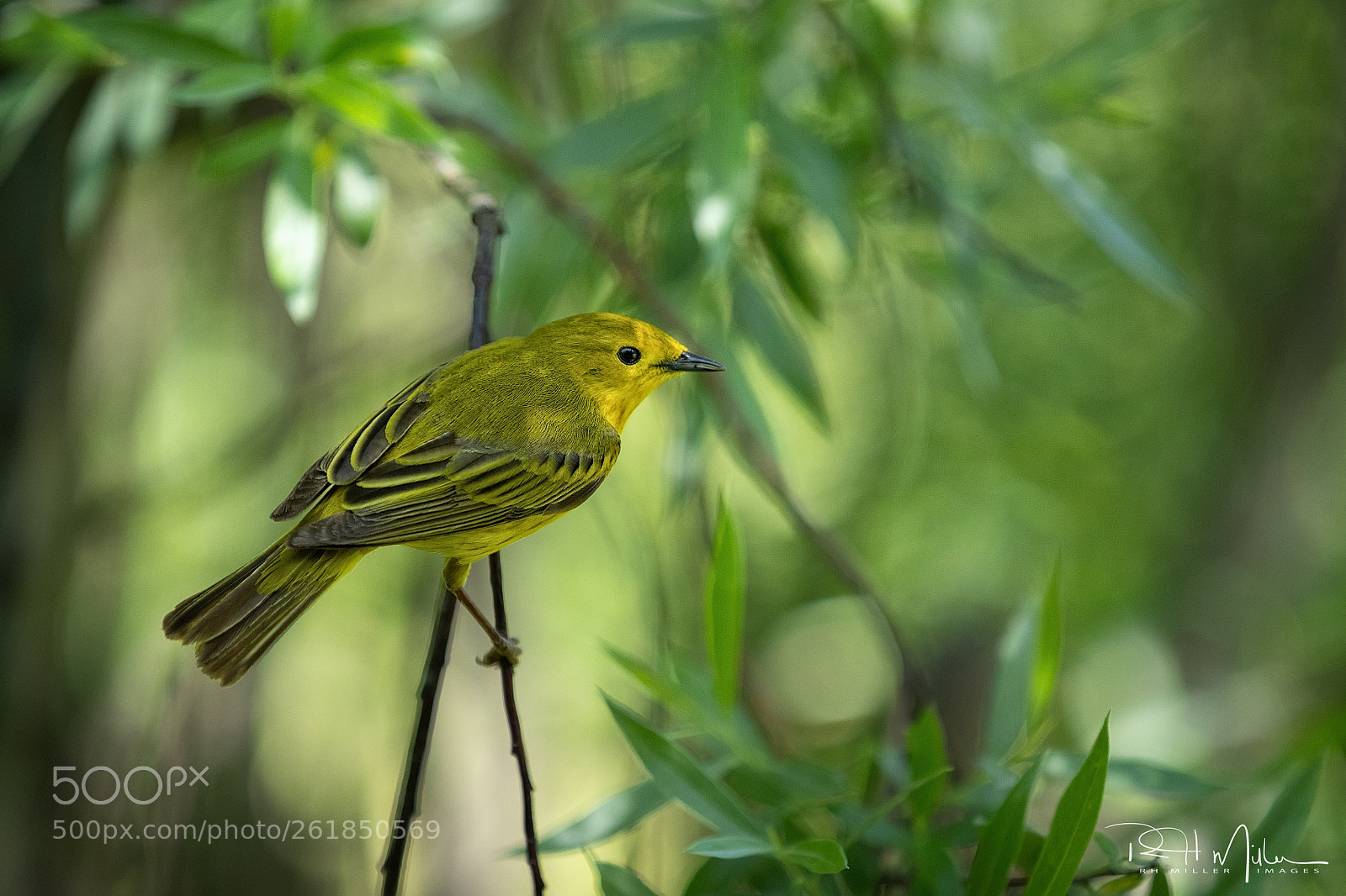 Canon EOS-1D X Mark II sample photo. Yellow warbler photography