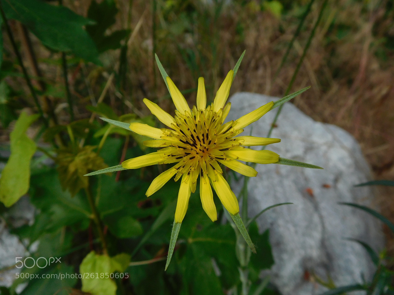 Nikon Coolpix S7000 sample photo. Yellow salsify photography
