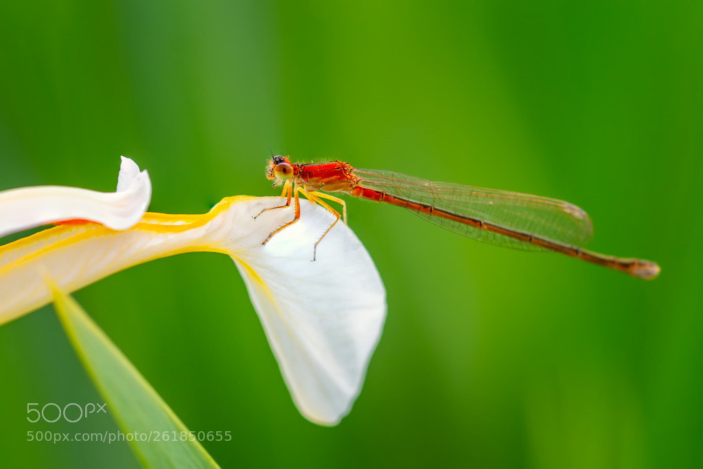 Canon EOS 70D sample photo. White and red photography