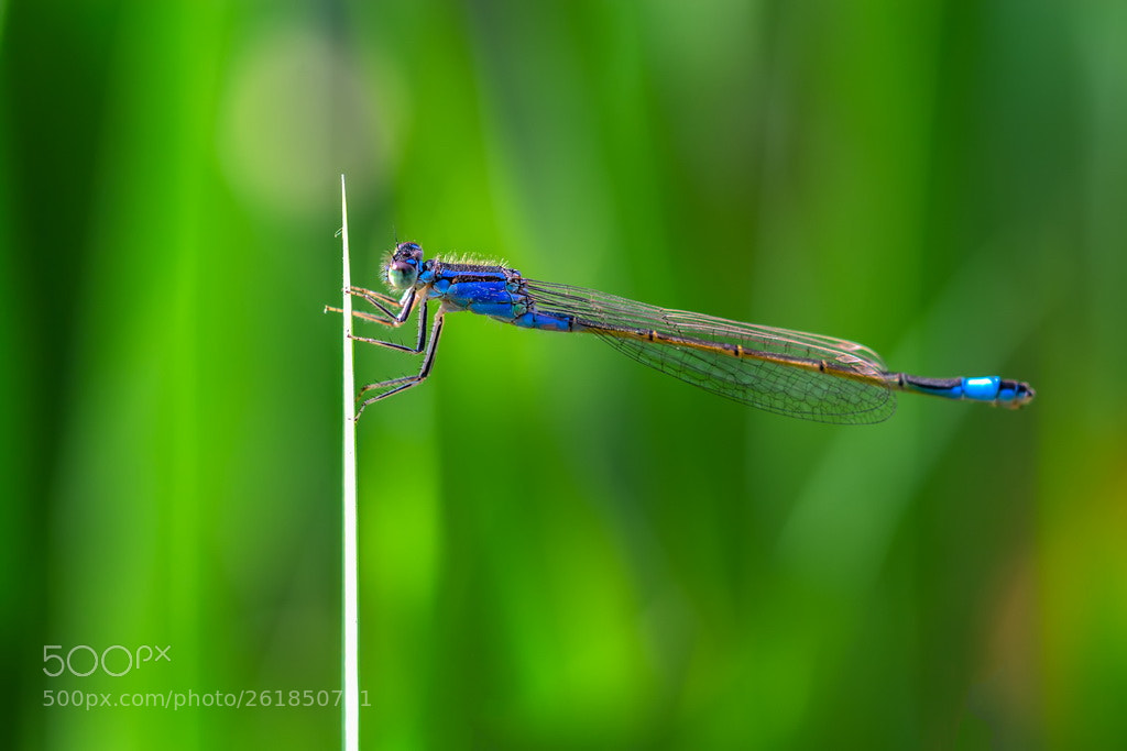 Canon EOS 70D sample photo. Blue photography