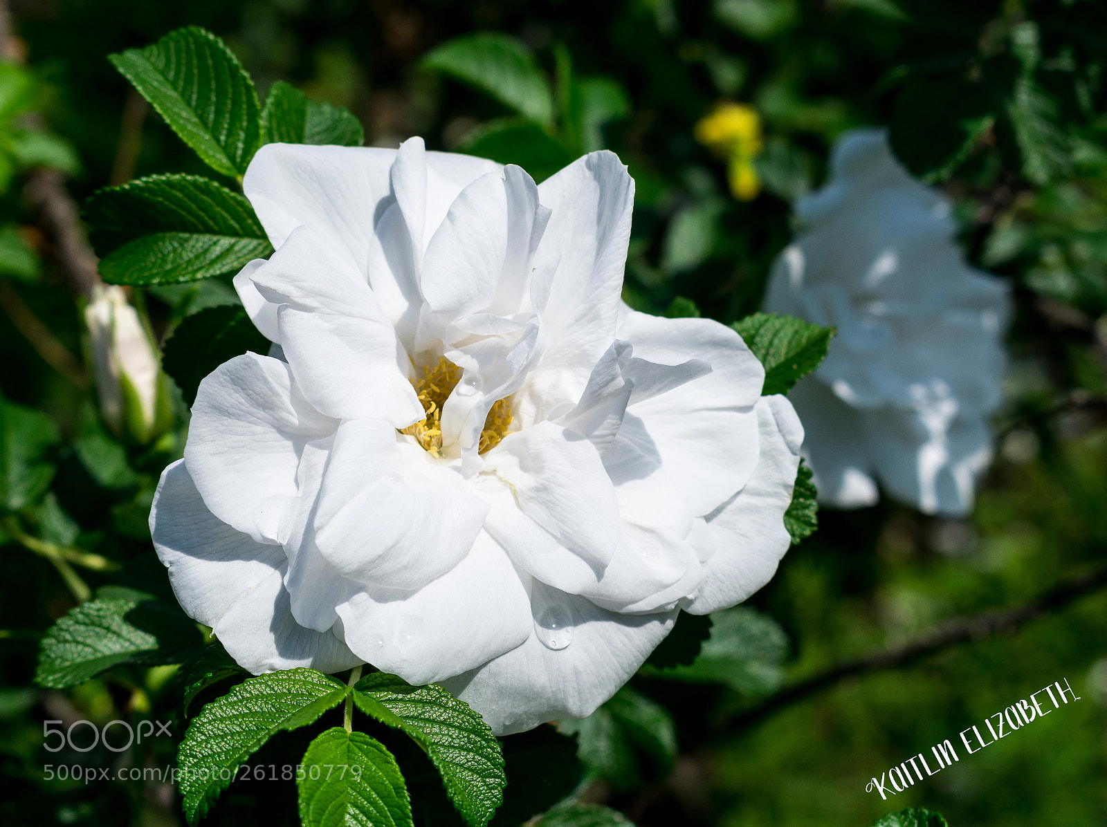 Nikon D3400 sample photo. Dsc photography