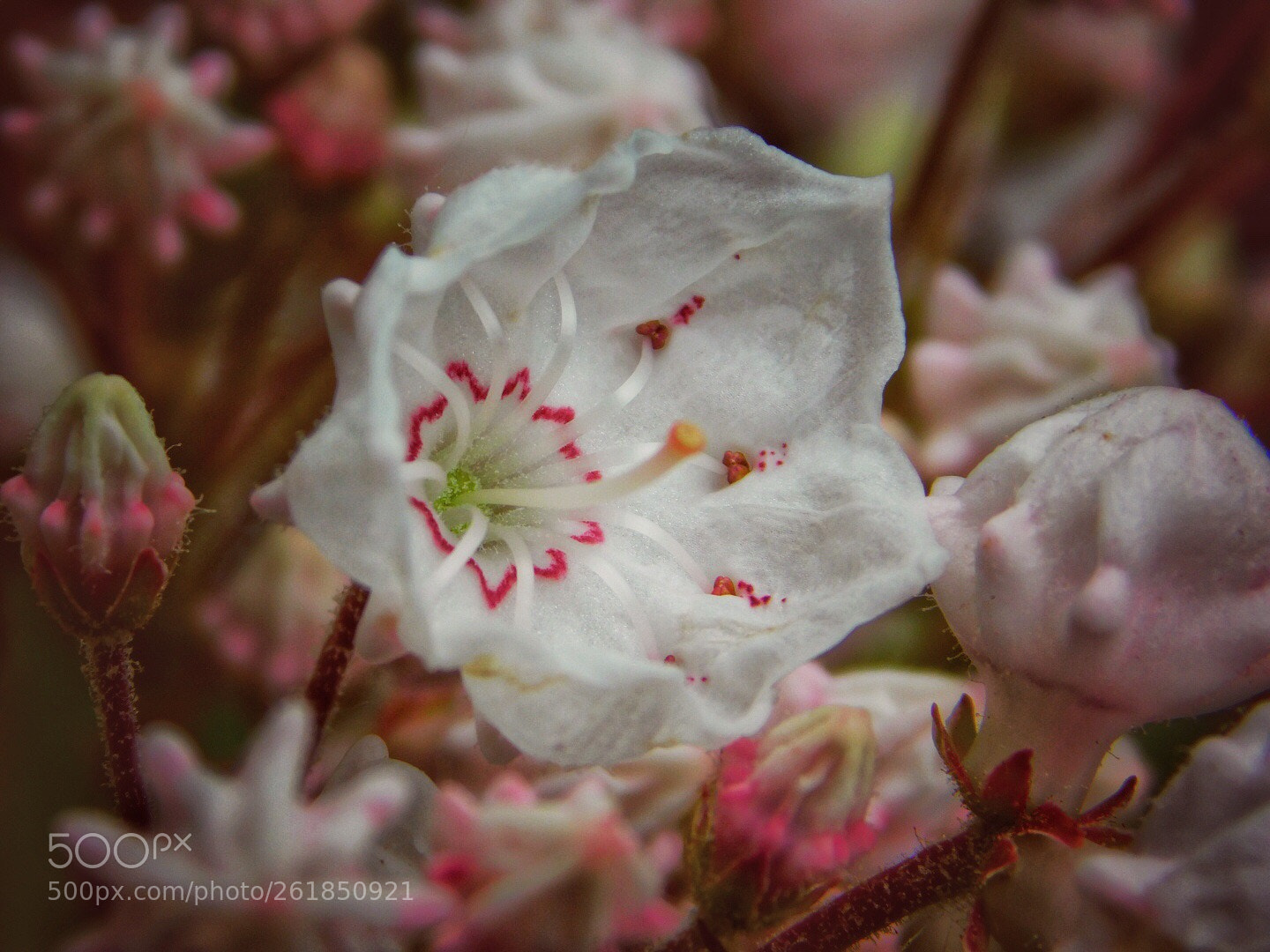 Nikon Coolpix B500 sample photo. Mountain laurel photography