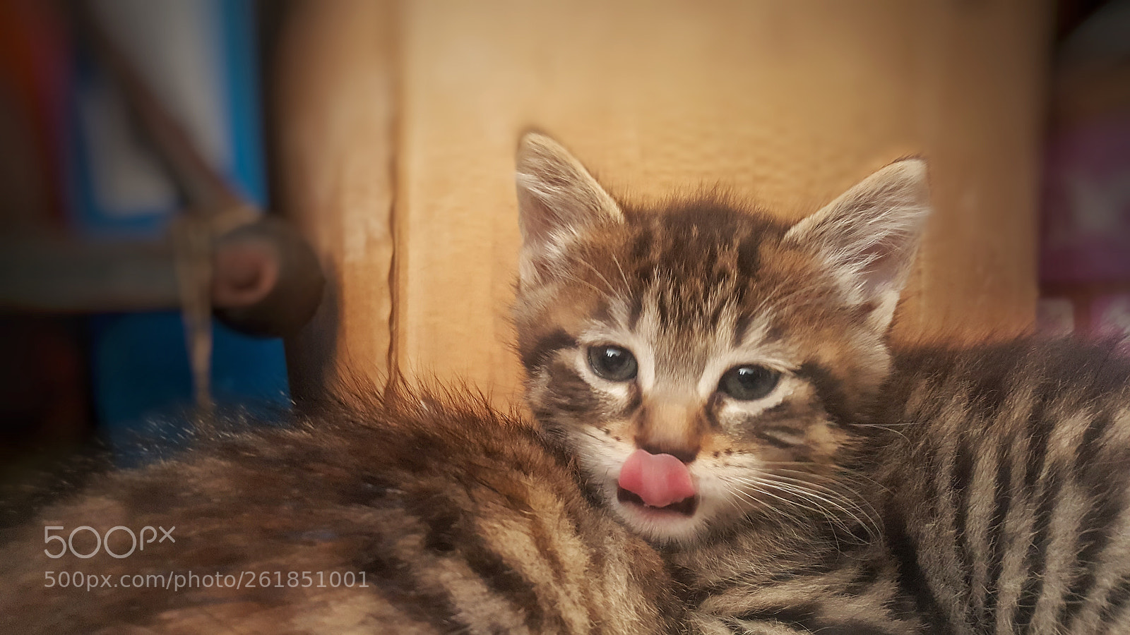 Samsung Galaxy Note5 sample photo. Kitten tongue photography