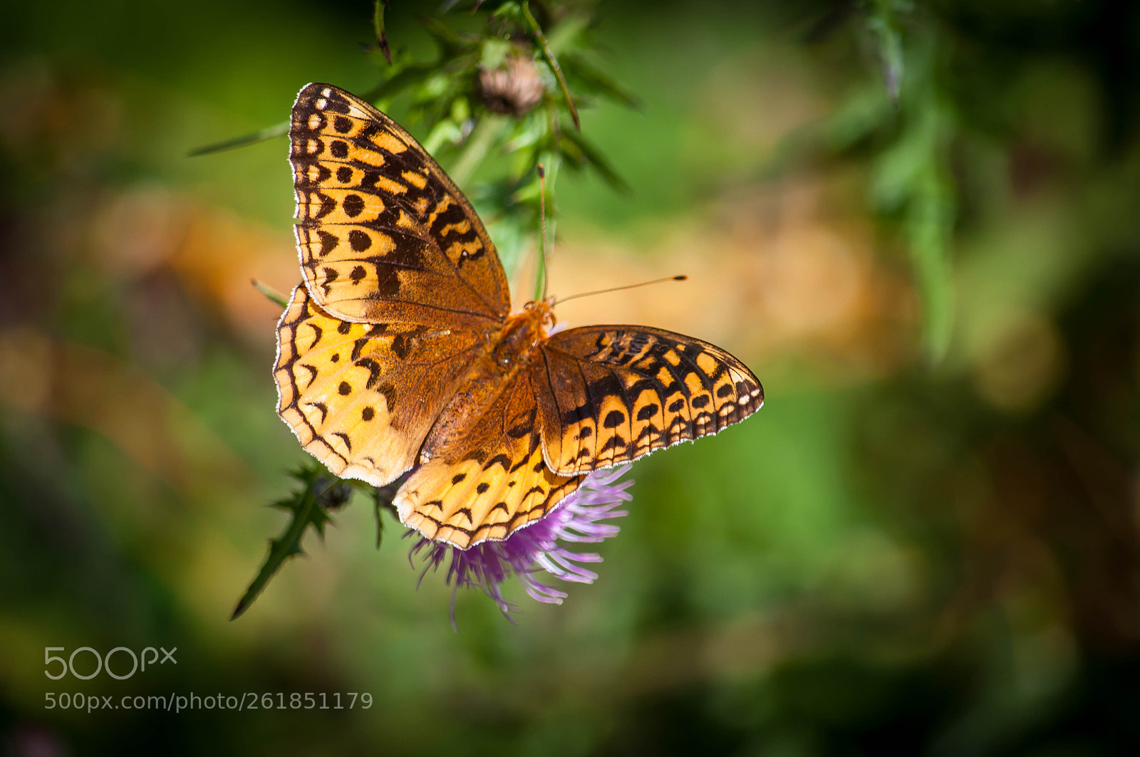 Nikon D90 sample photo. Early butterfly photography