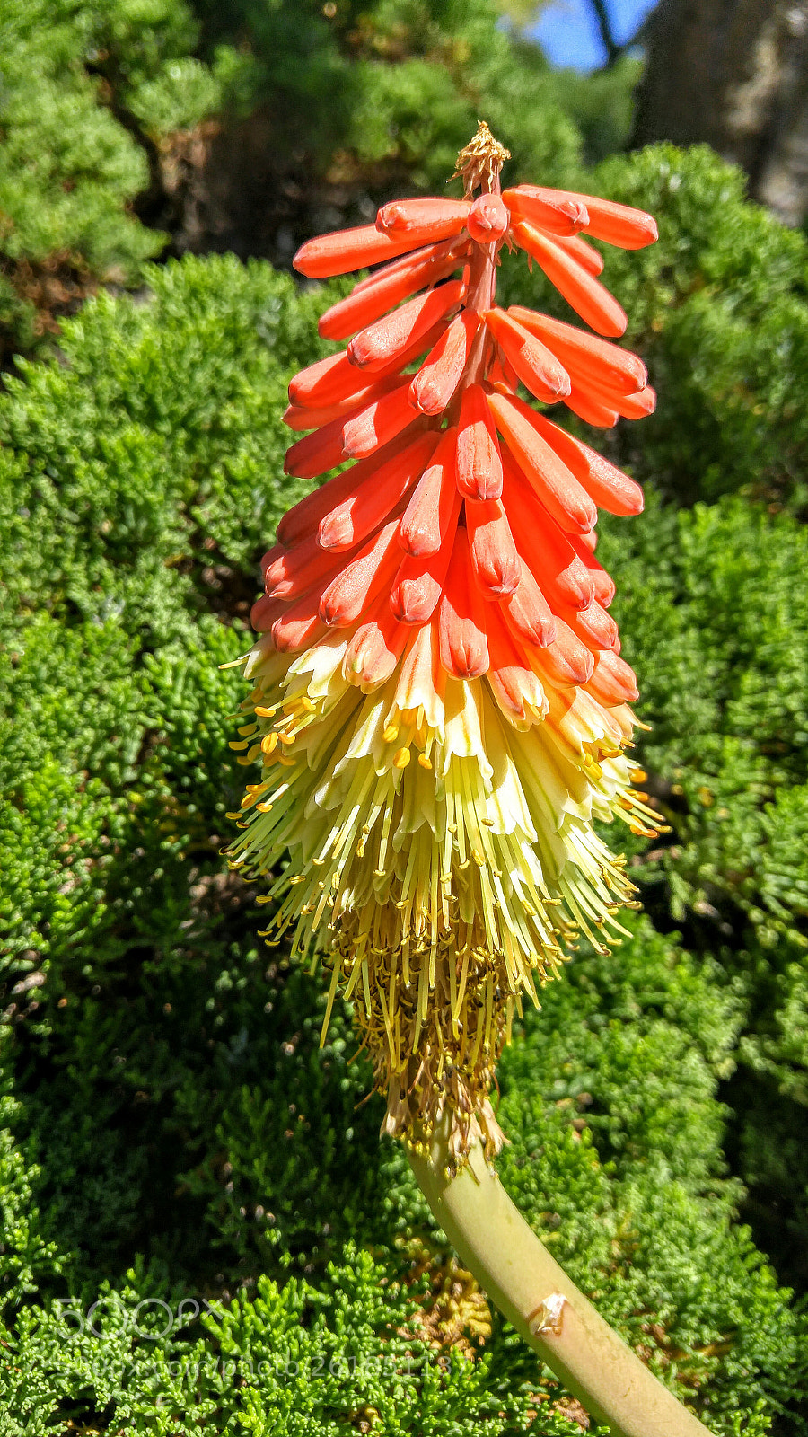 LG G4 sample photo. Beautiful tall flowers photography
