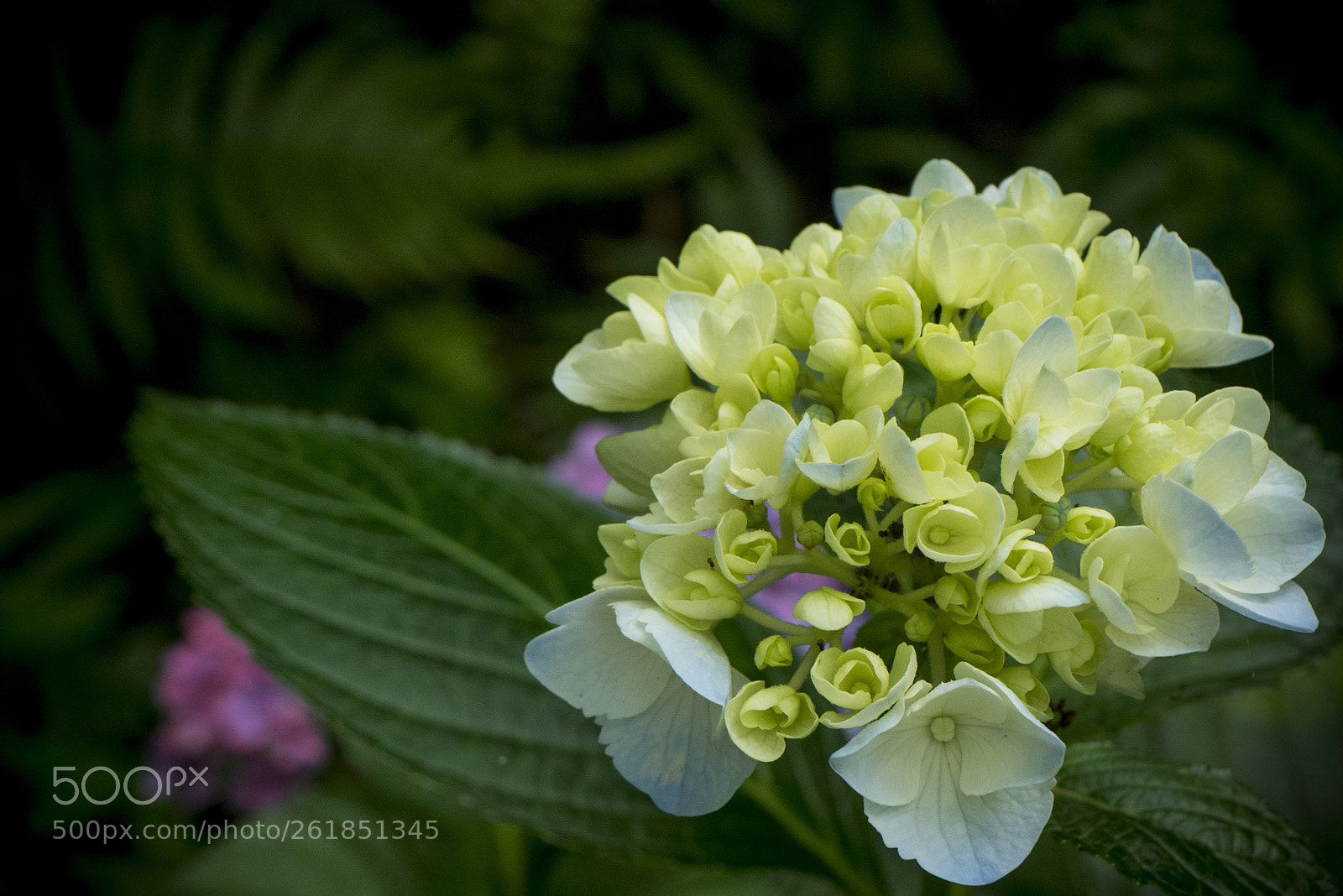 Panasonic Lumix DMC-GM5 sample photo. Hydrangea photography