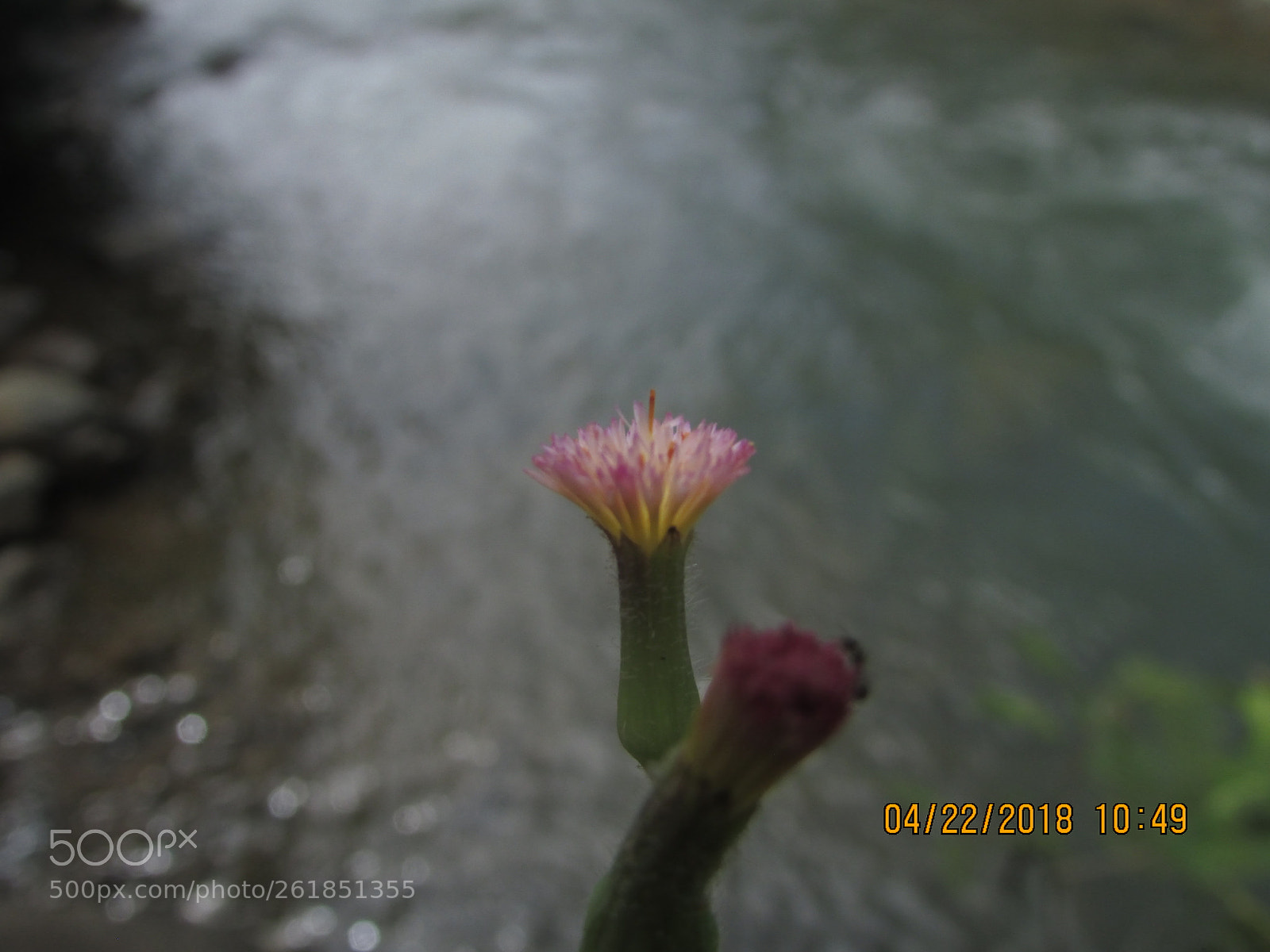 Canon PowerShot SX400 IS sample photo. Untitled photography