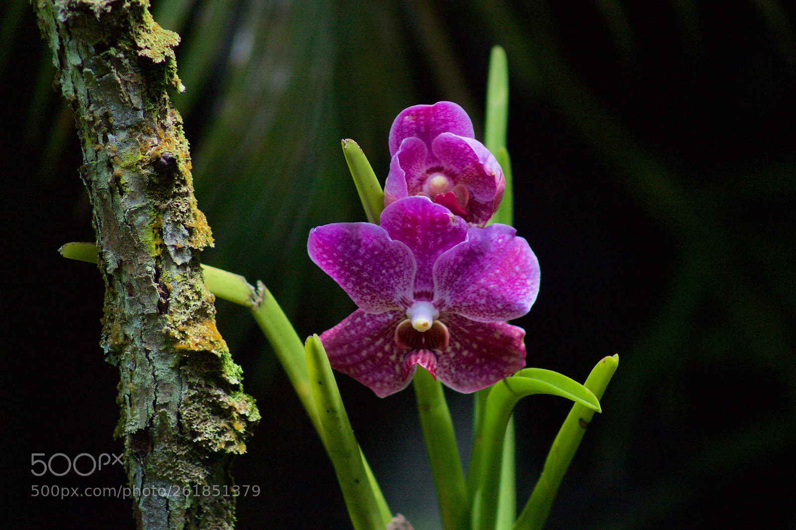 Canon EOS 1100D (EOS Rebel T3 / EOS Kiss X50) sample photo. Vanda's for june photography
