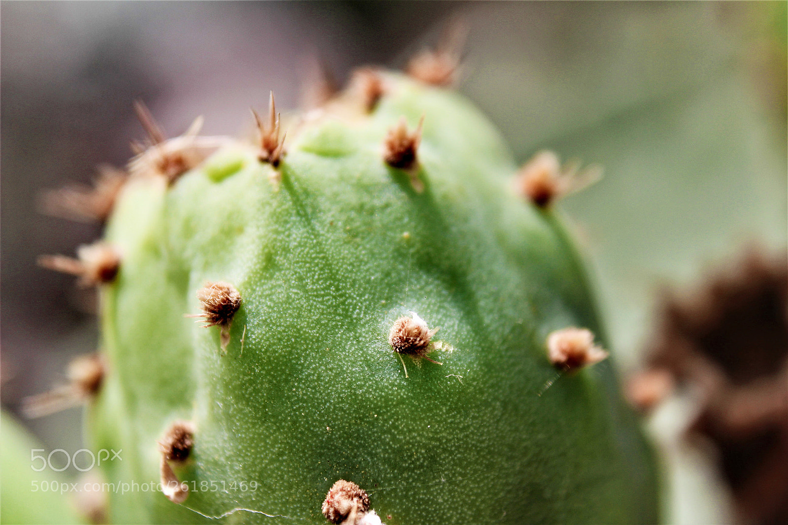 Canon EOS 1300D (EOS Rebel T6 / EOS Kiss X80) sample photo. Cactus fruit photography