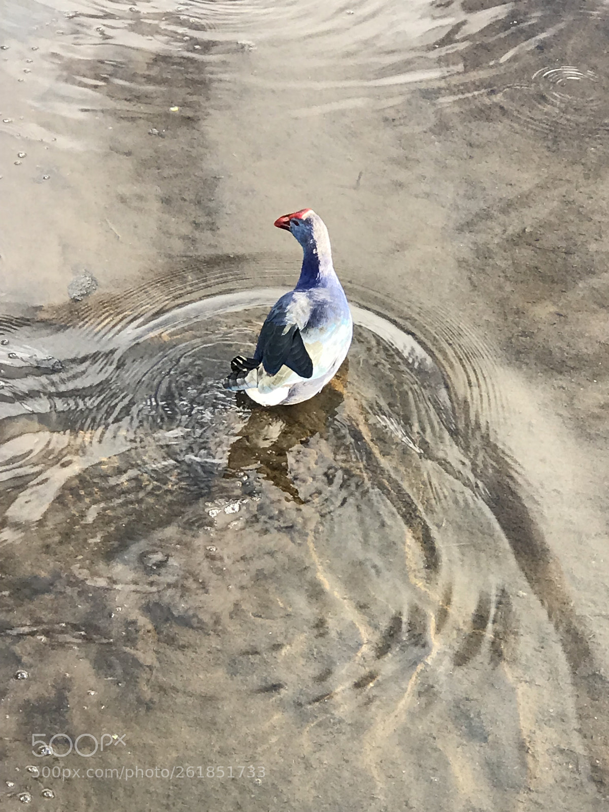 Apple iPhone 7 Plus sample photo. Untitled photography