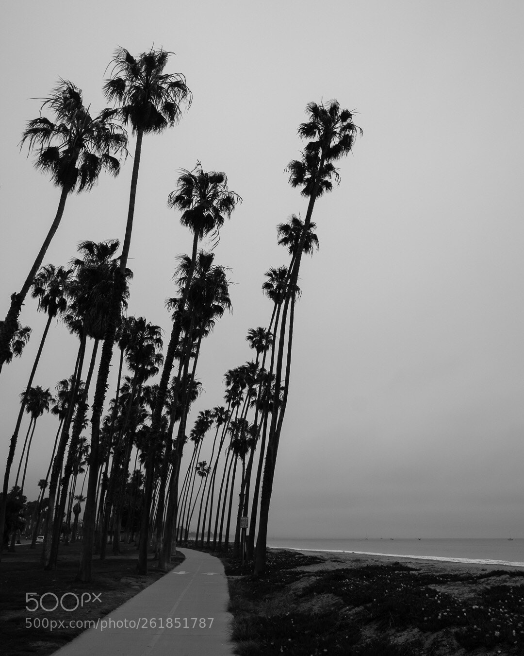 Sony a6500 sample photo. Drunk trees  photography