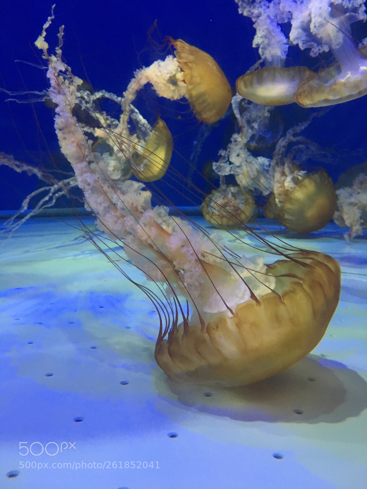 Apple iPhone 6s sample photo. Acuario del pacifico photography