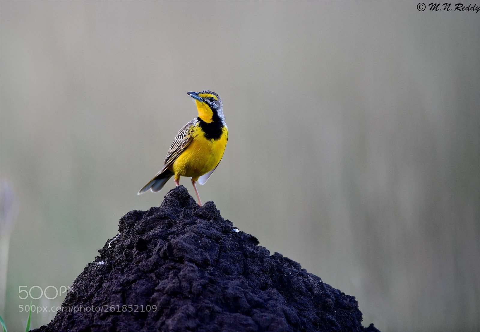 Nikon D850 sample photo. Yellow throat - longclaw photography