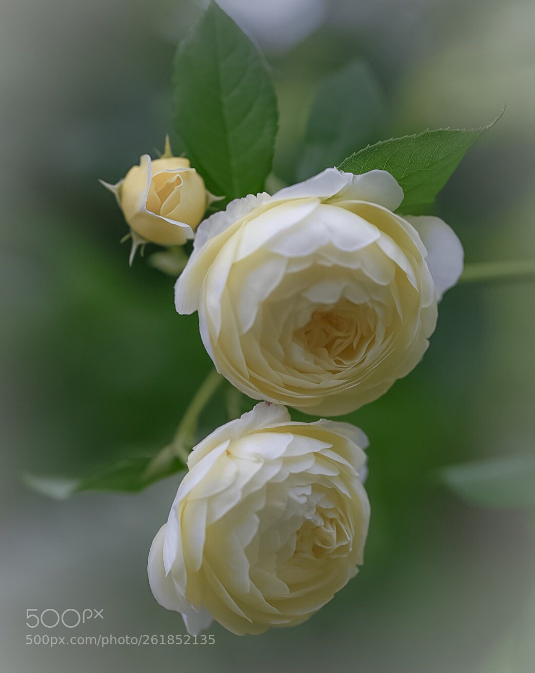 Nikon D850 sample photo. Rose ??? photography